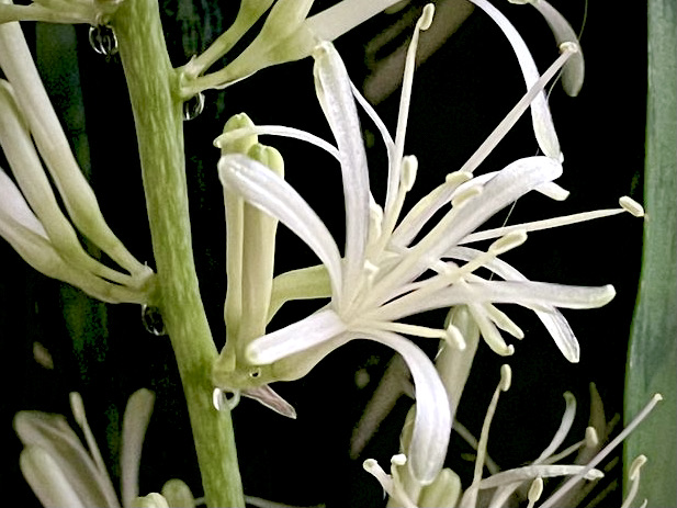 サンスベリアの花